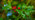 Holly leaves and berries close-up