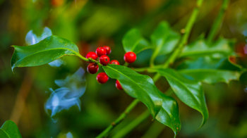 Holly leaves and berries close-up Holly leaves and berries close-up