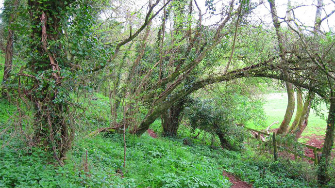 Narrow path in dense, overgrown woodland