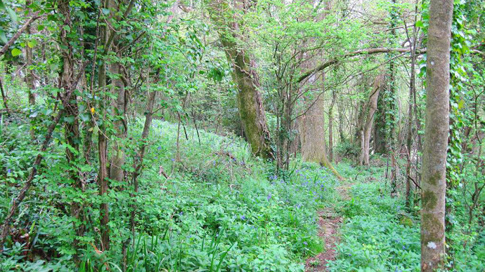 Elevated view down on path snaking through overgrown undergrowth