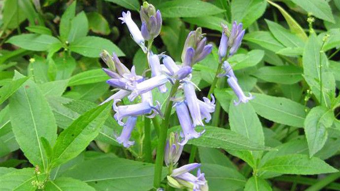Close up of bluebell in bloom
