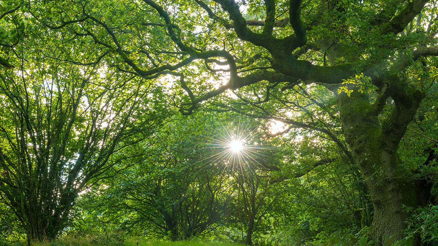 Broadleaved Woodland British Habitats Woodland Trust 