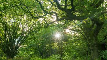 Sunflare through the woodland canopy in broadleaf woodland at Duncliffe Wood Sunflare through the woodland canopy in broadleaf woodland at Duncliffe Wood