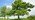 English oak/pedunculate oak whole tree