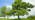 English oak/pedunculate oak whole tree