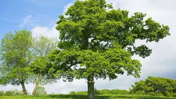 English oak/pedunculate oak whole tree English oak/pedunculate oak whole tree