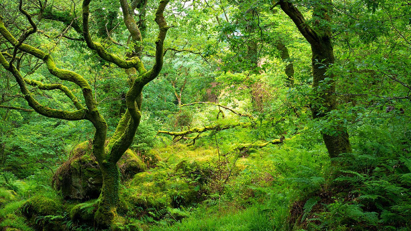 Ancient Woodland - British Habitats - Woodland Trust