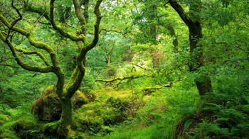 Lush ancient woodland in Wales Lush ancient woodland in Wales