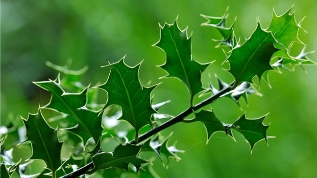 Holly (Ilex aquifolium) - British Trees - Woodland Trust