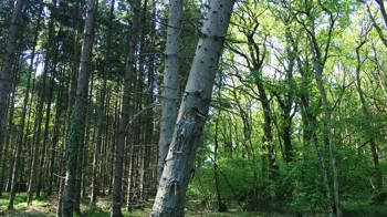Split between plantation on the left and broadleaf woods on the right