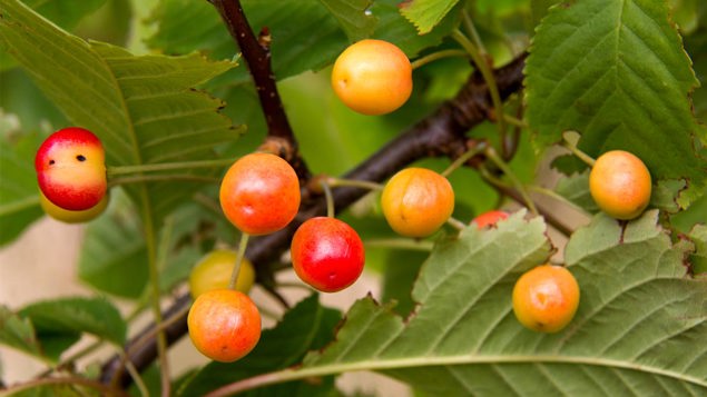 Wild Cherry Prunus Avium British Trees Woodland Trust Wild Cherry Prunus Avium British Trees Woodland Trust