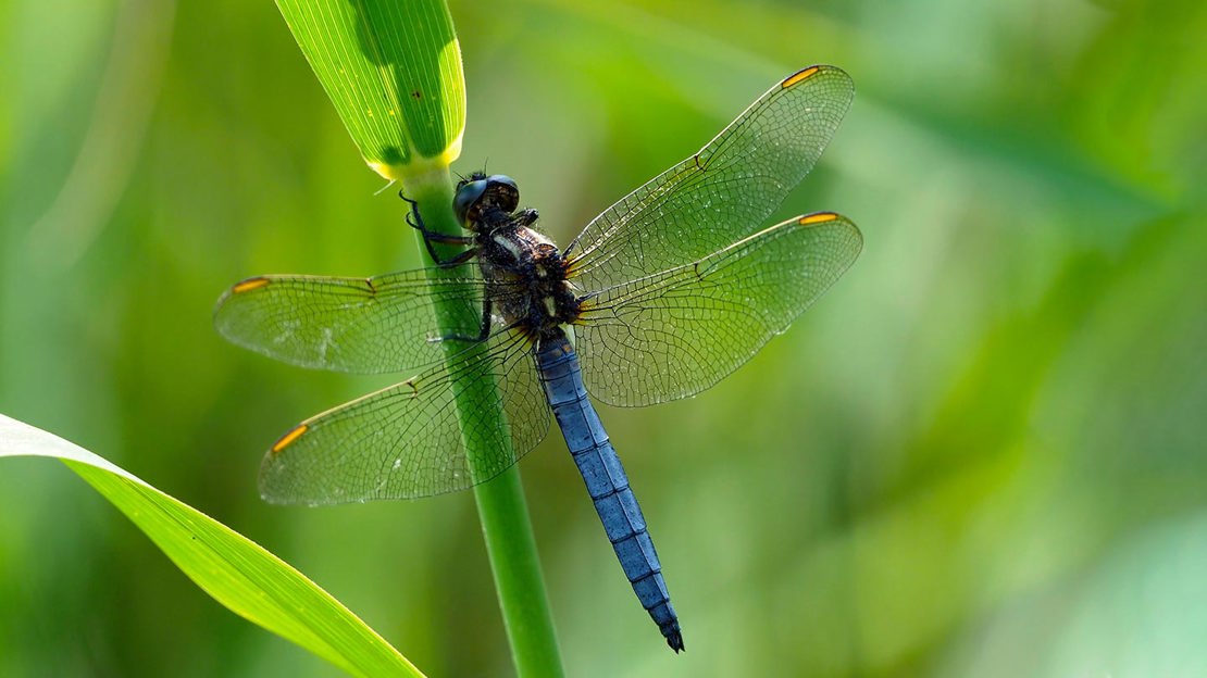 Keeled skimmer dragonfly (Orthetrum coerulescens) perched on reed, Oxfordshire.