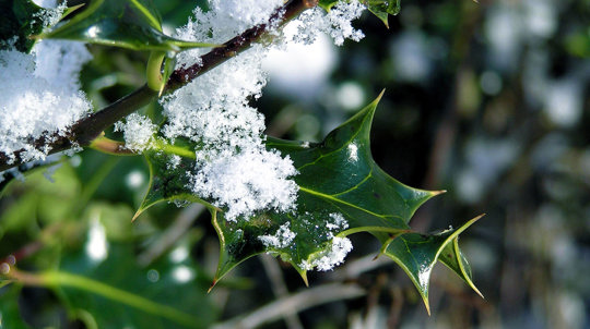 Holly in the winter frost