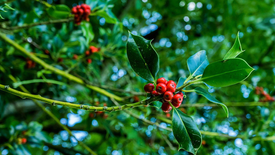 Holly berries and leaves