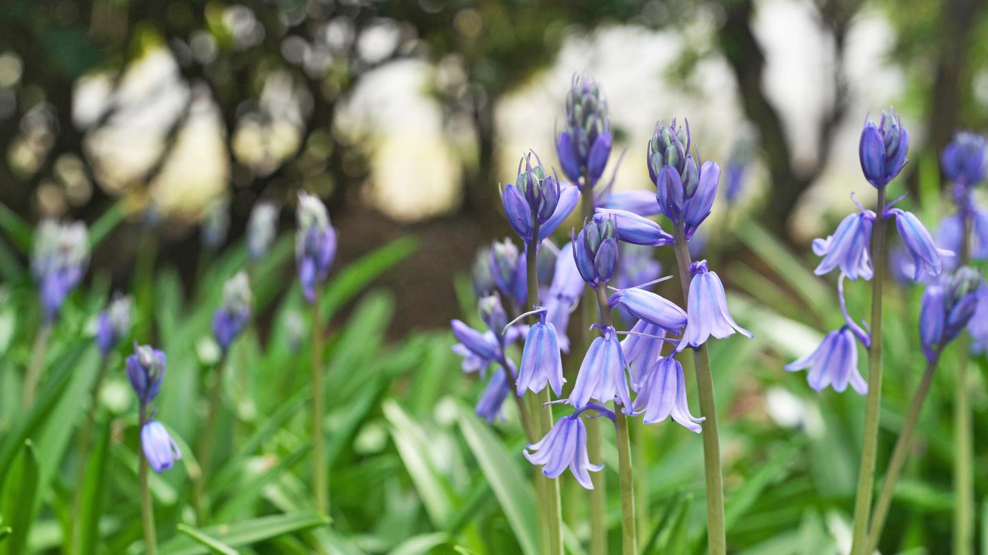 Are bluebells poisonous? And more bluebell facts Woodland Trust