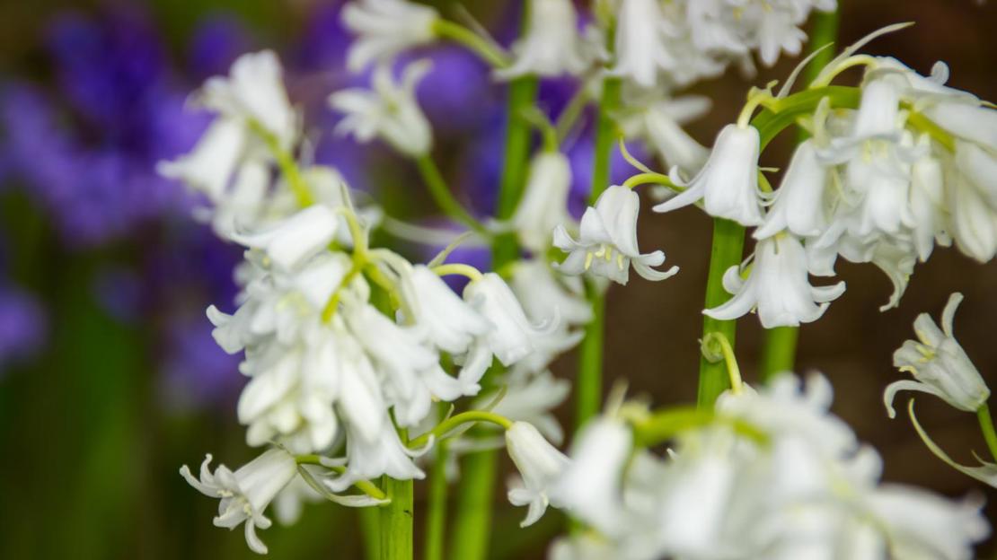 Rare white bluebells