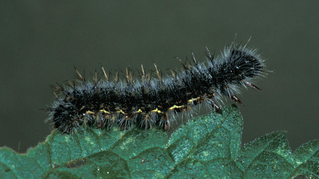 Red admiral caterpillar on nettle