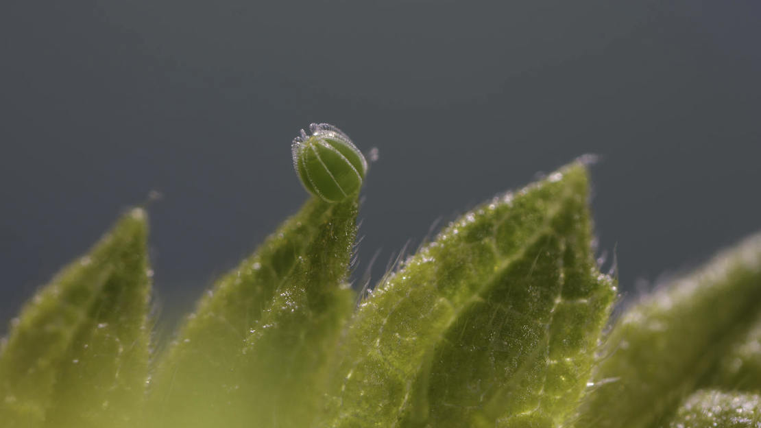 Red admiral butterfly egg on nettle