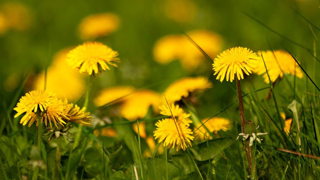 Dandelion flowers
