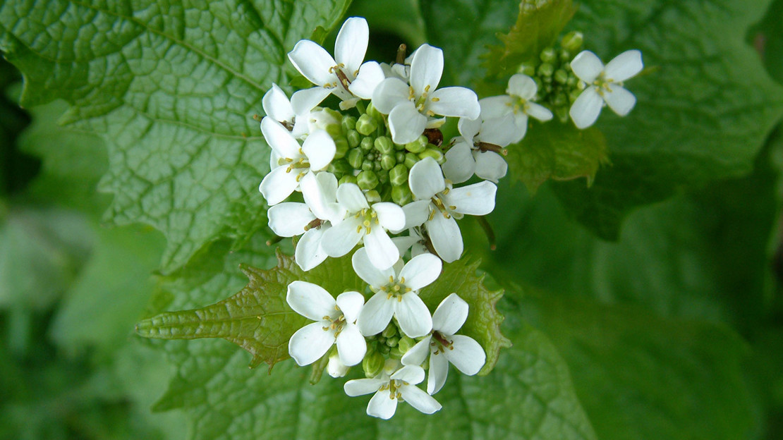 Garlic mustard plant