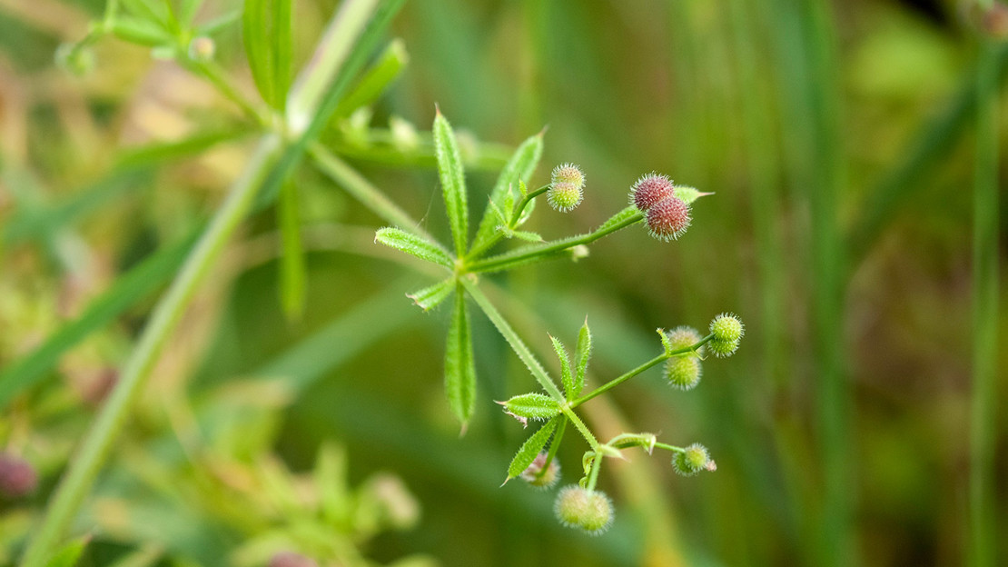 Goosegrass