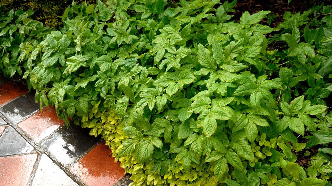 Ground elder