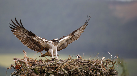Osprey, Pandion haliaetus, adult landing in nest.