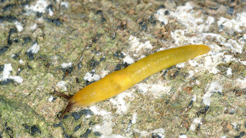 Lemon Slug (Malacolimax tenellus) - Woodland Trust