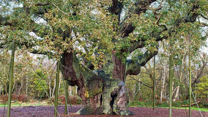 Major Oak in Sherwood Forest