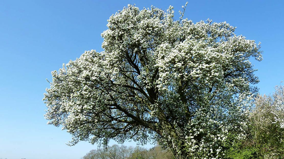 Cubbington Pear Tree
