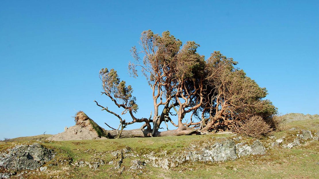 Tree of the Year - Woodland Trust
