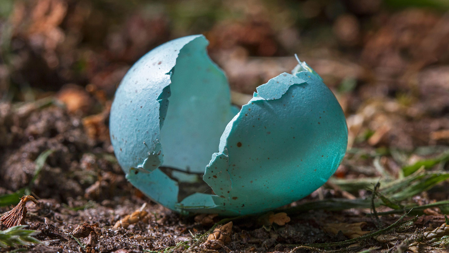 Blue Bird Eggs With Brown Spots 