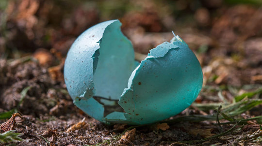 Blackbird egg