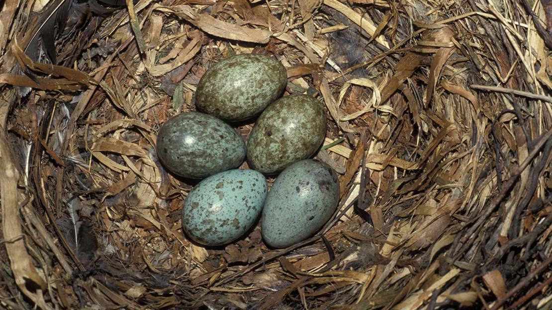 Carrion crow egg