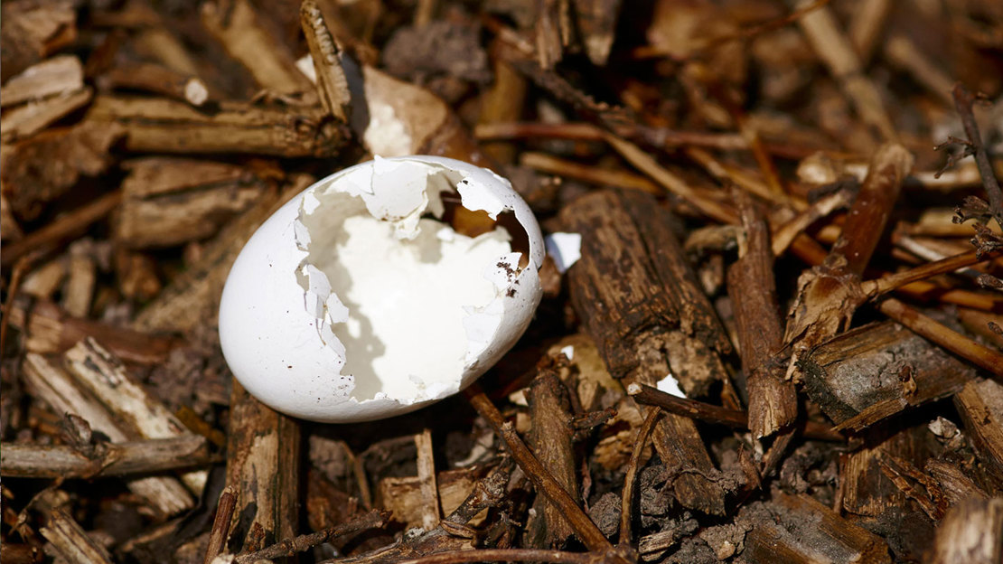 Collared dove egg
