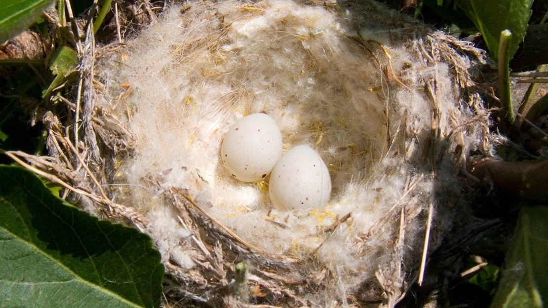 Goldfinch eggs