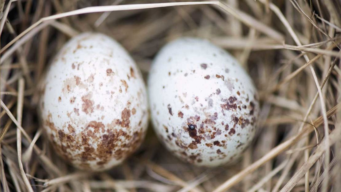 House sparrow eggs