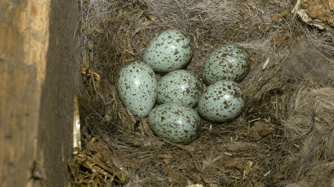 Jackdaw eggs