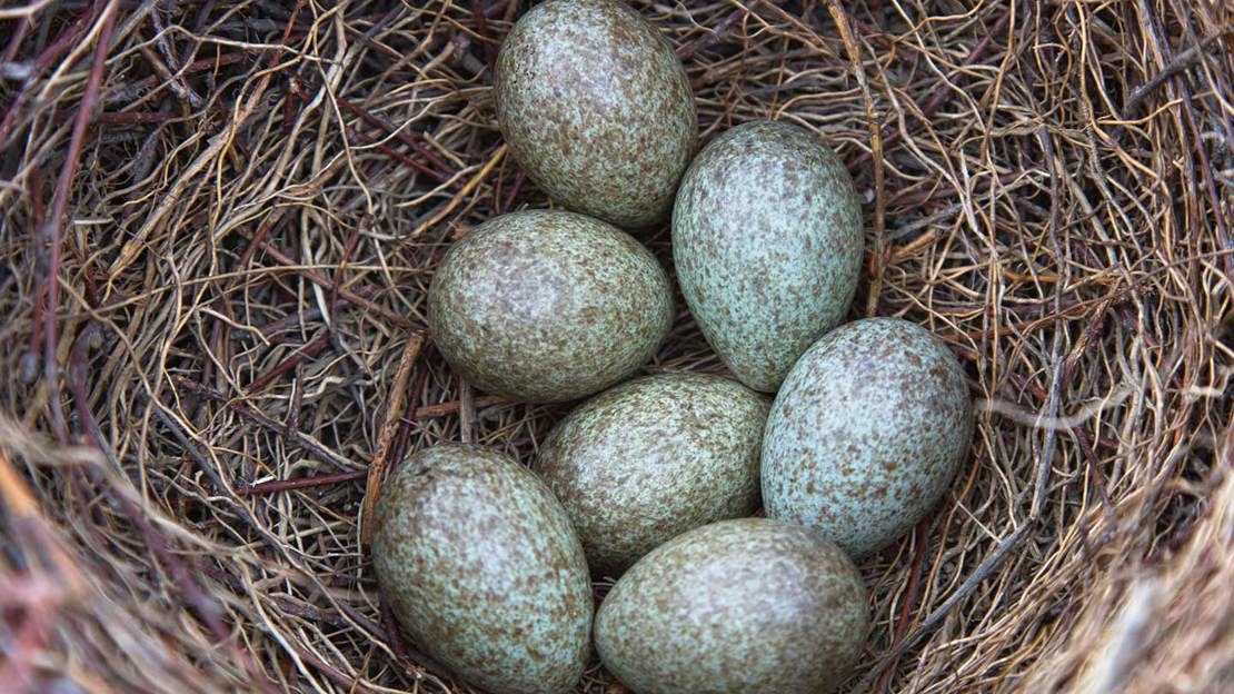 Magpie eggs