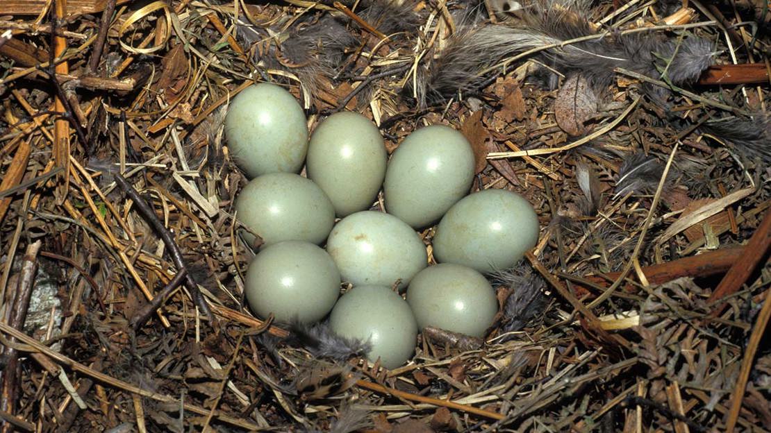 Pheasant eggs