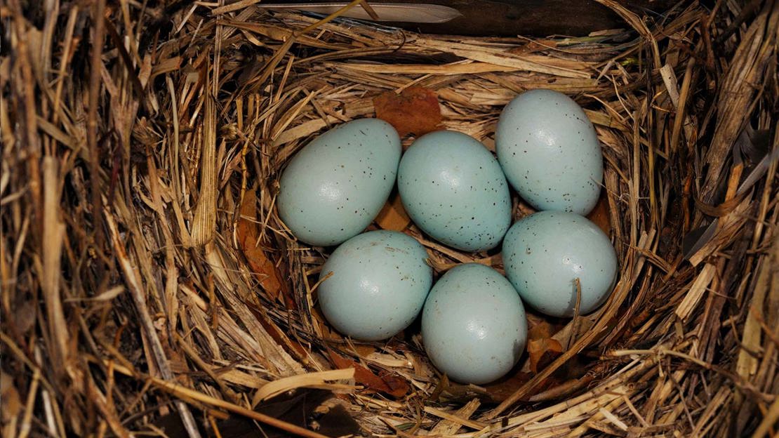 Starling eggs in nest