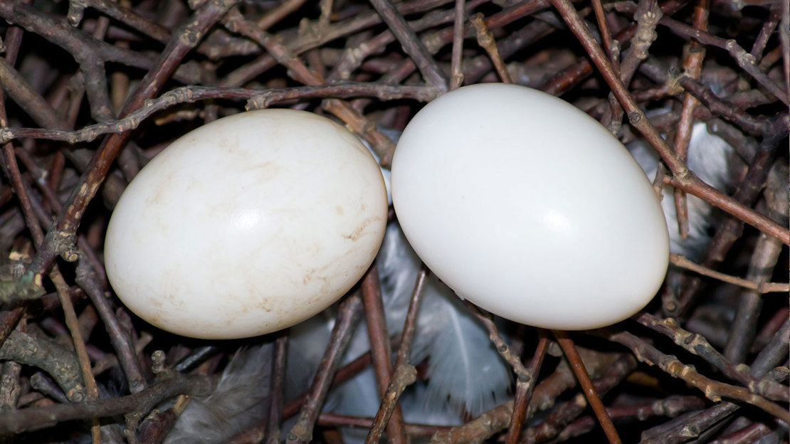 Woodpigeon eggs in nest.