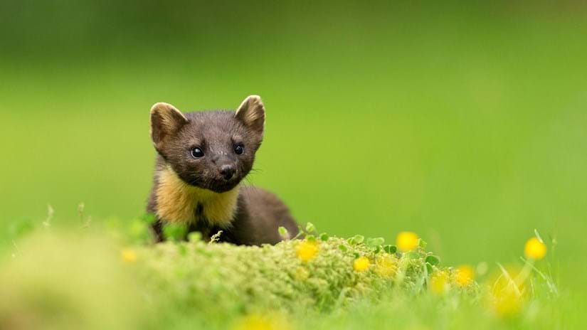 Pine Martens: Where They Live and Other Facts - Woodland Trust