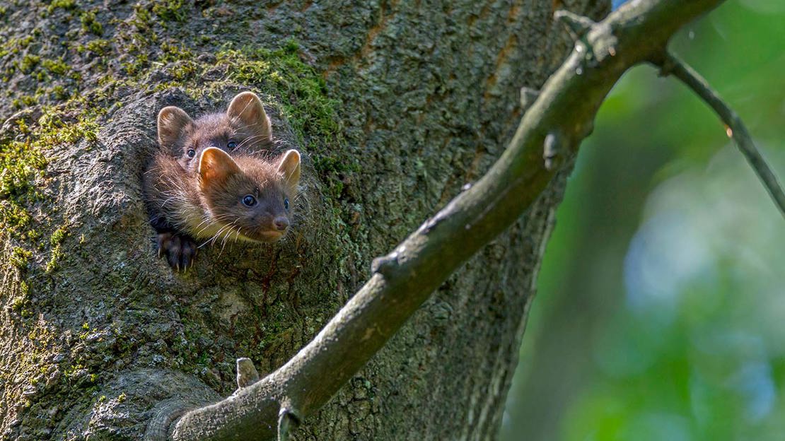 Pair of pine marten kits