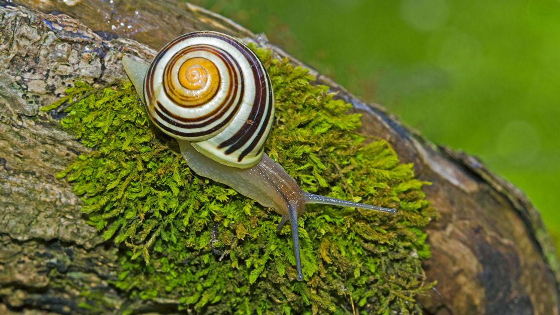 White-lipped snail on a tree trunk