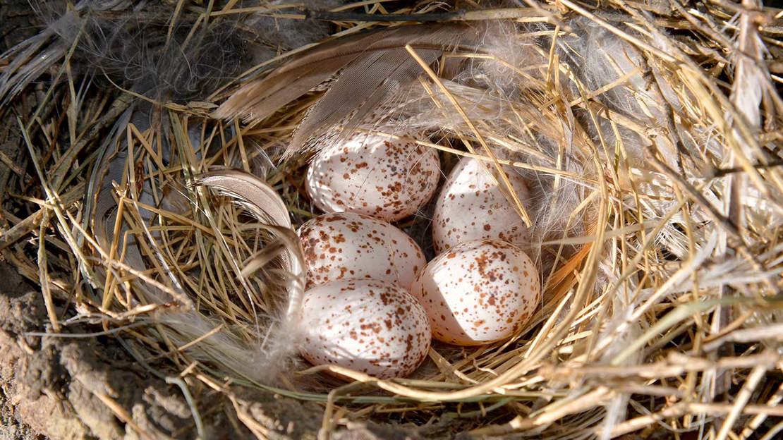 Wren eggs in nest