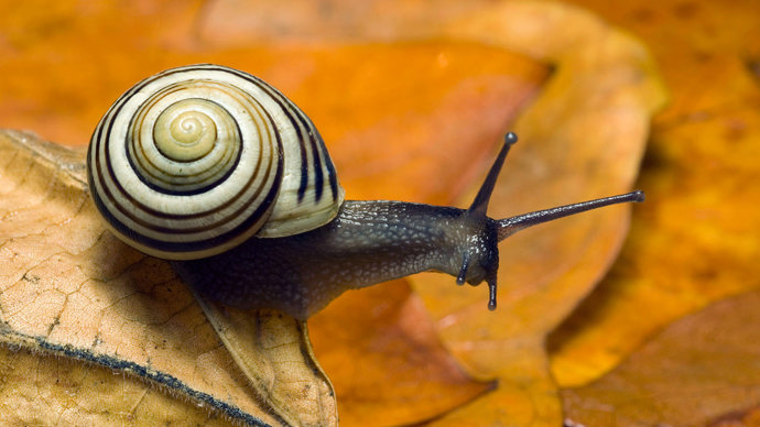 White-lipped banded snail on autumn leaves