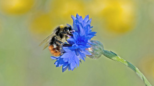 Red Tailed Bumblebee Feeding On Cornflower