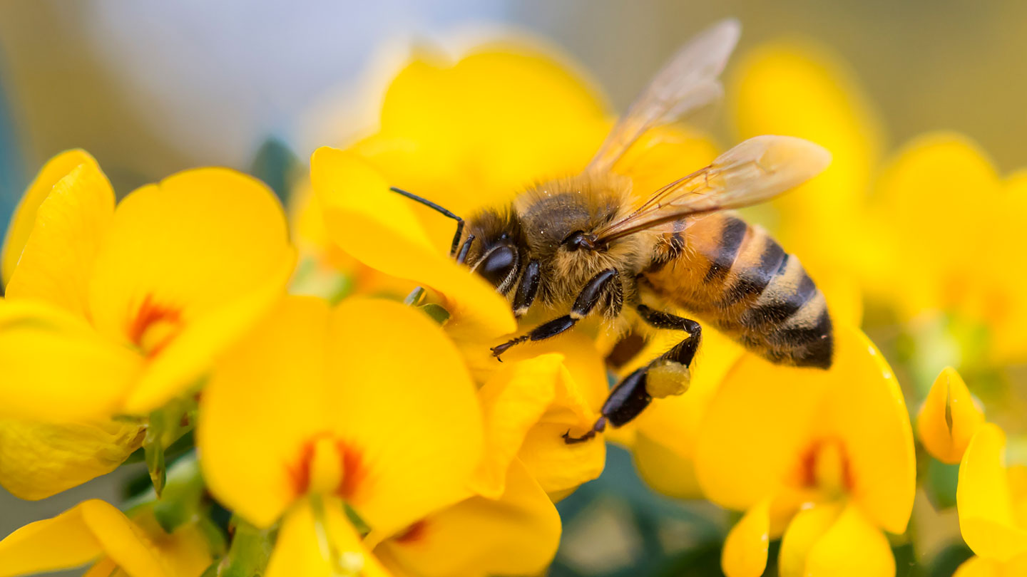 5 Pollinator Benefits