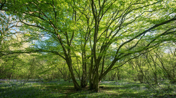 Ancient coppiced hornbeam